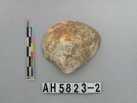 藏品(大蜆)的圖片